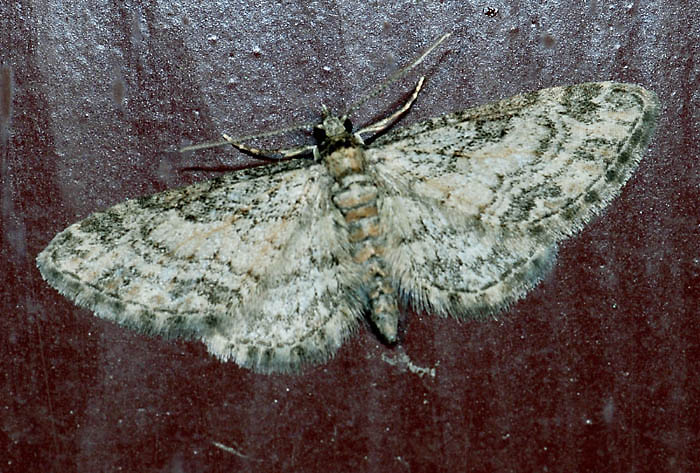 Eupithecia 3